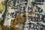 Proterozoic Age Columnar Stromatolite (Asperia) Slab - Australia #96257-1